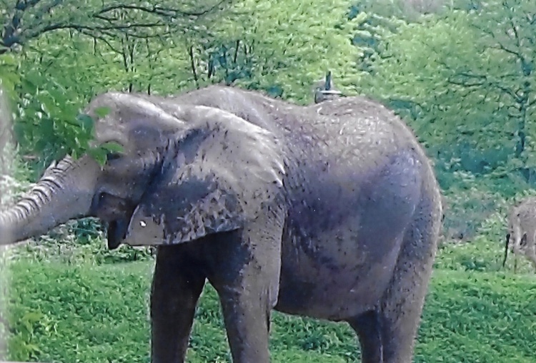 African elephant 2009