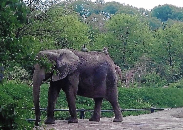 African elephant 2009