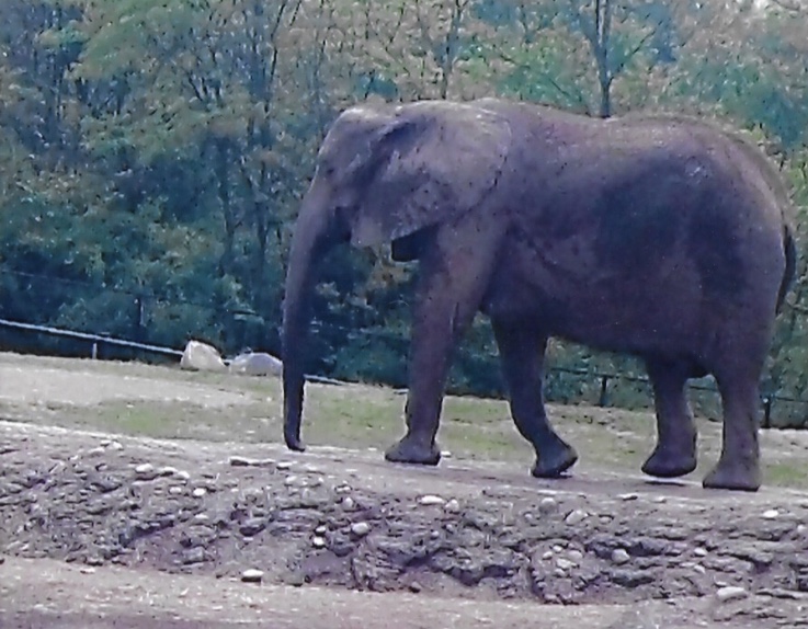 African elephant 2009
