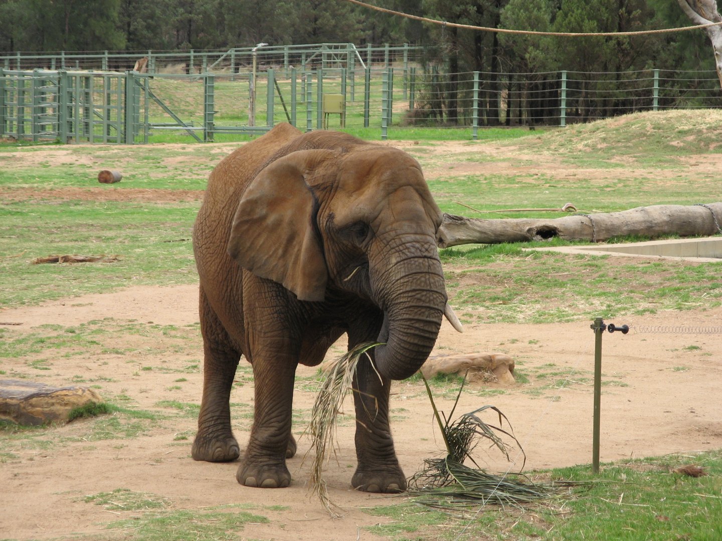 African Elephant (2009)