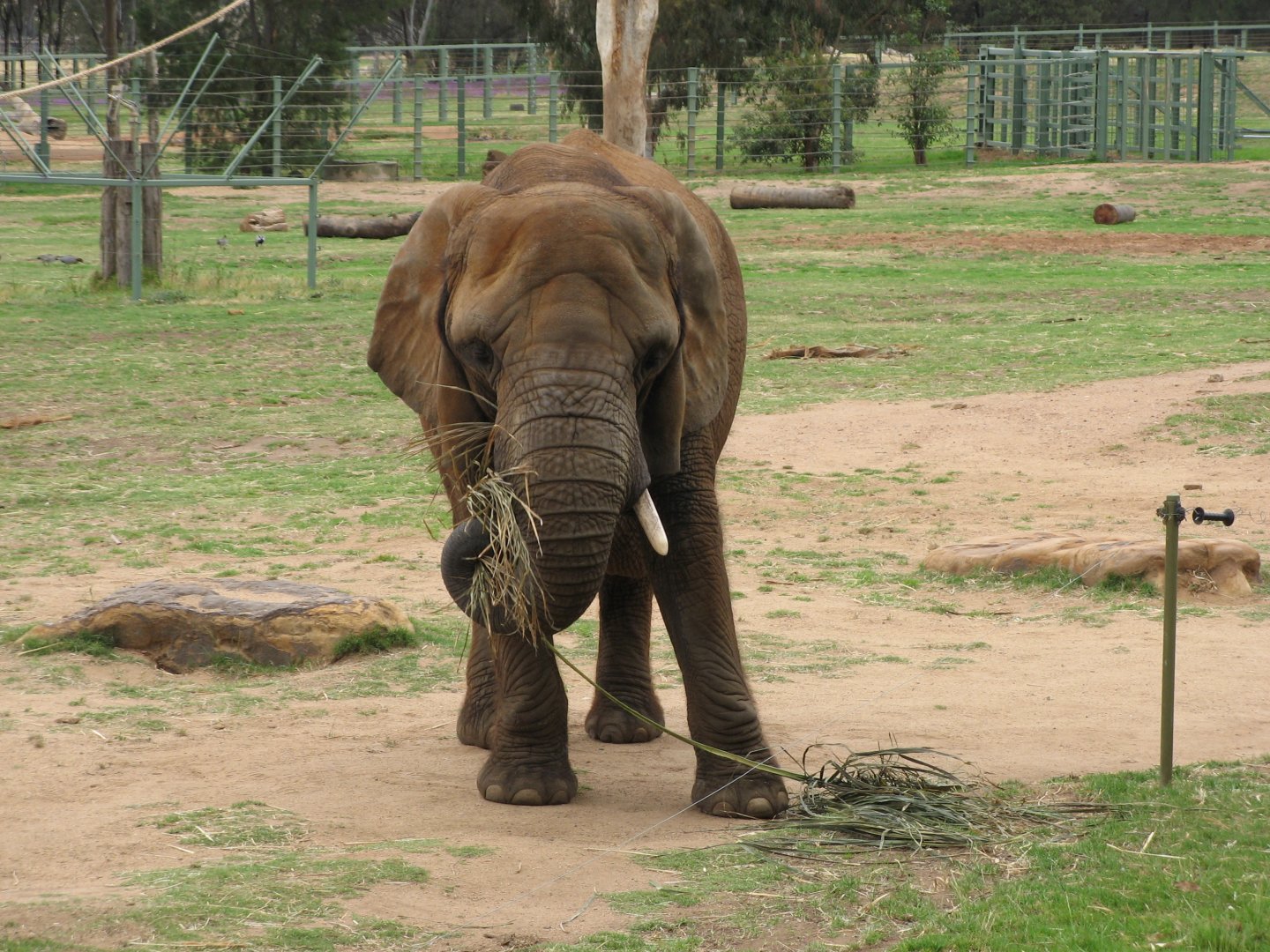 African Elephant (2009)