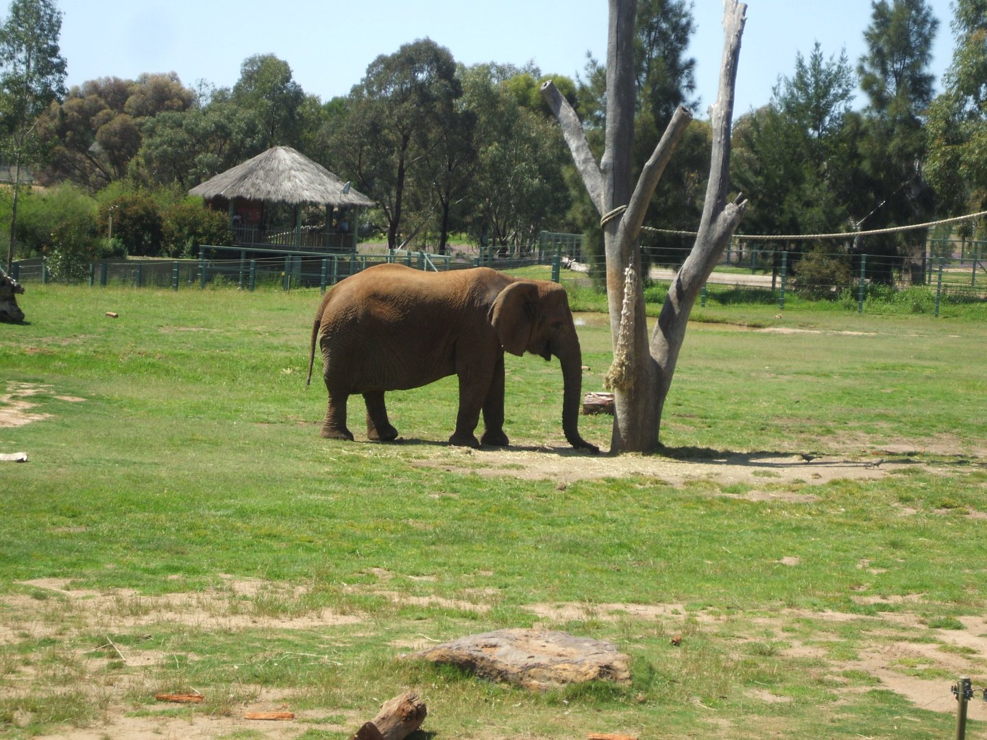 African Elephant, 2010