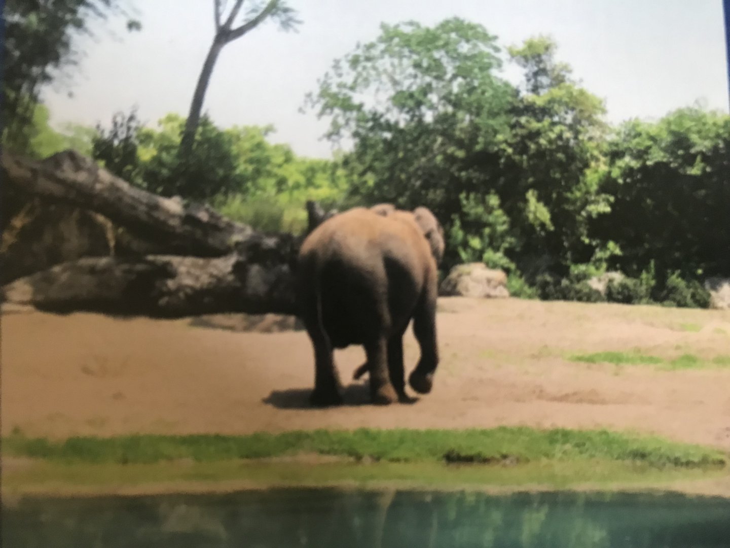 African elephant (2014)