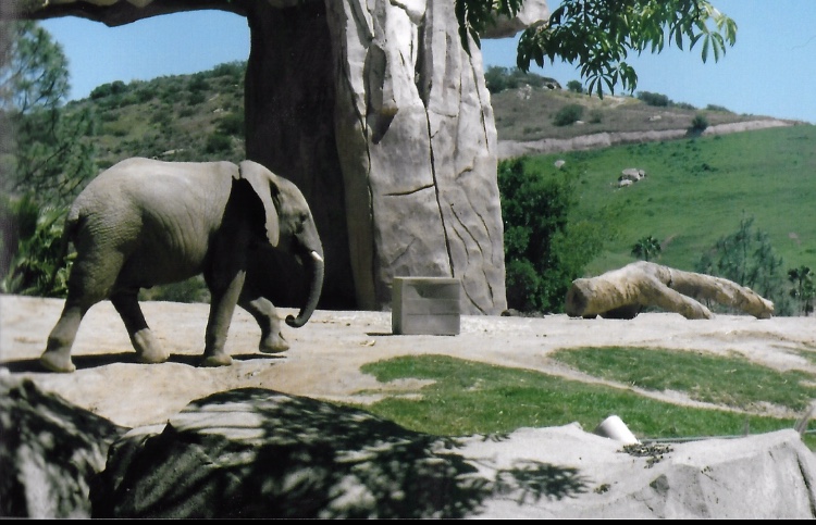 African elephant 2016