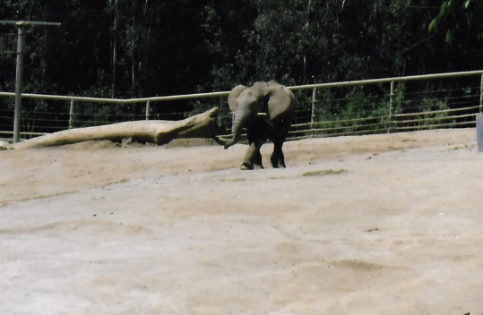 African elephant 2016