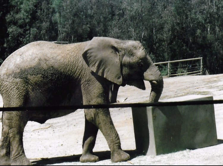 African elephant 2016