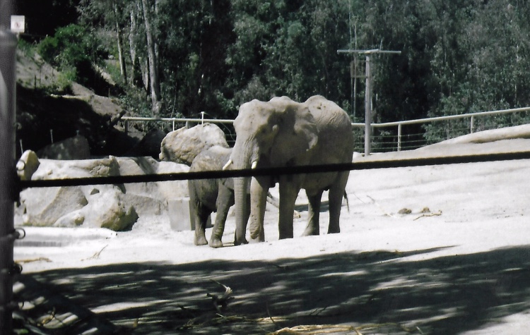 African elephant 2016