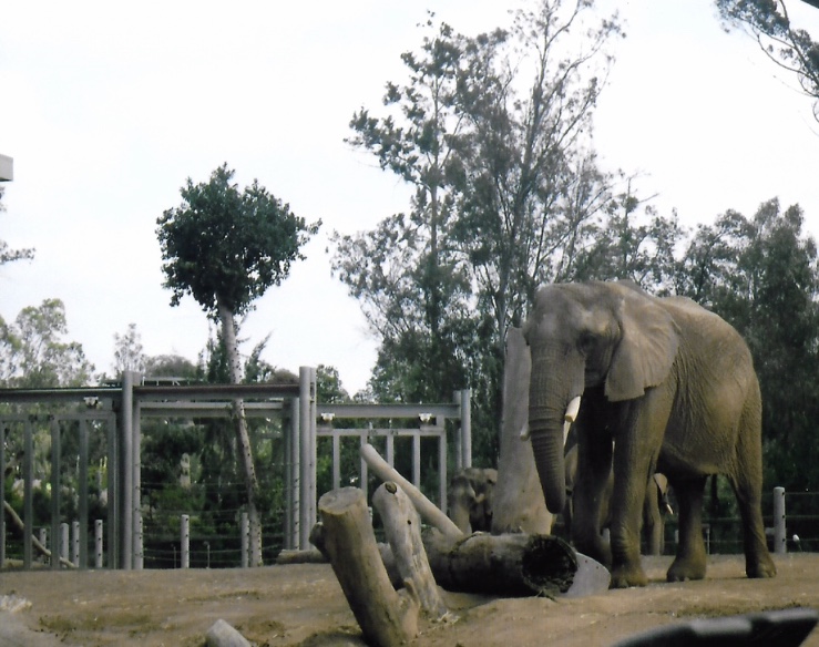 African elephant 2016