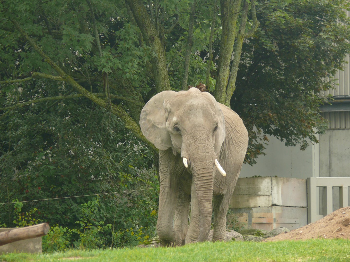 African Elephant - 24-08-2020