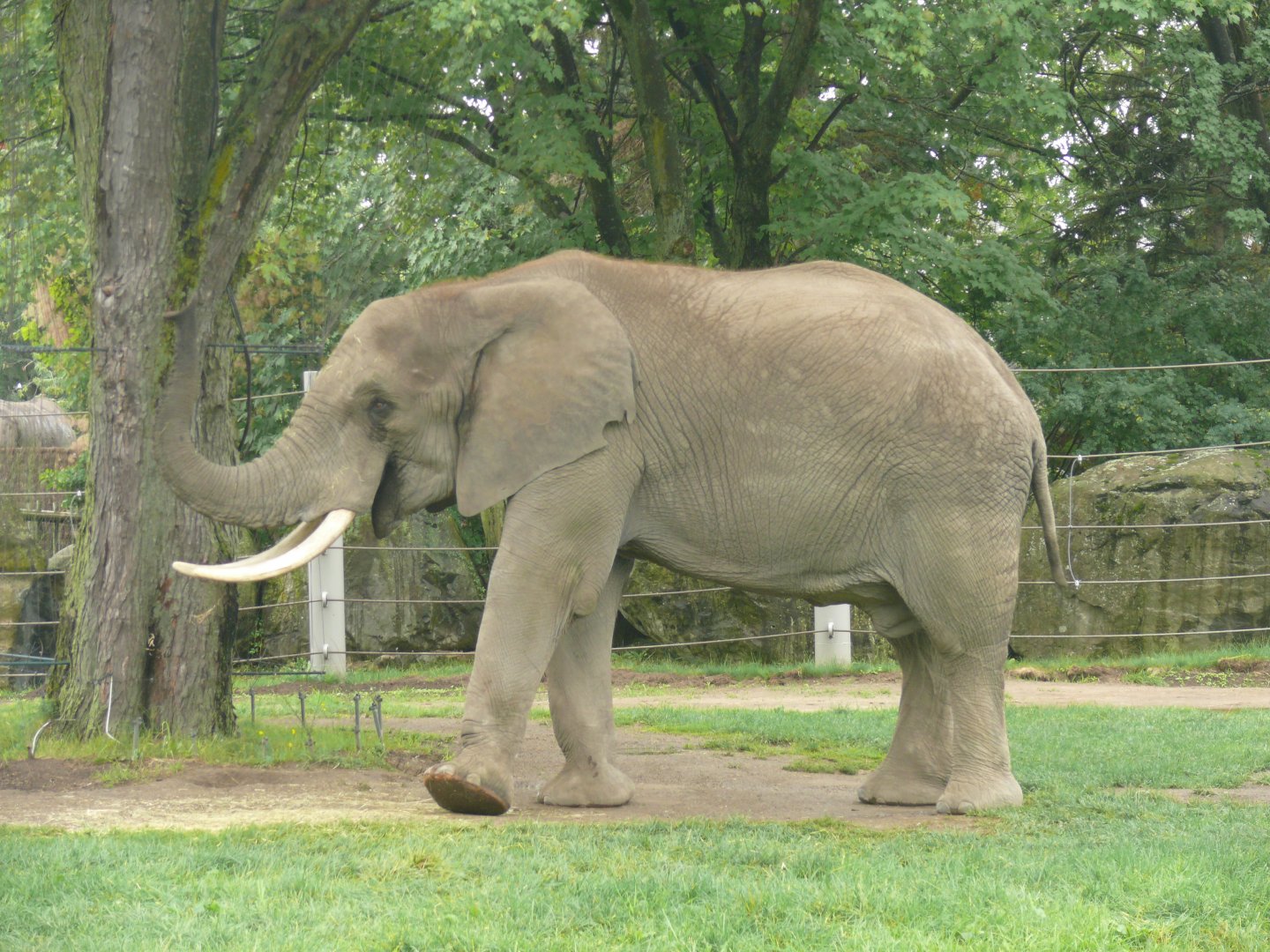 African Elephant - 24-08-2020