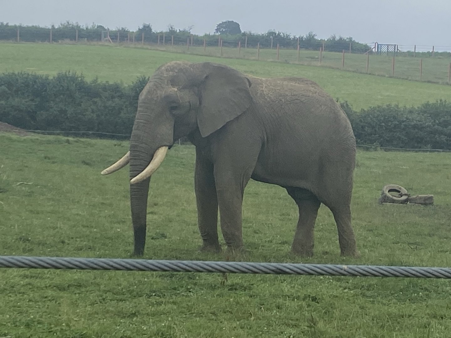 African elephant 240721