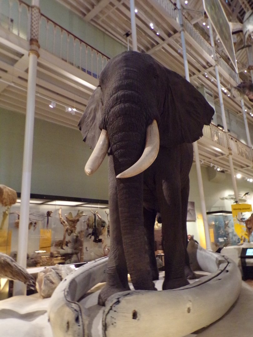 African elephant 26.8.23