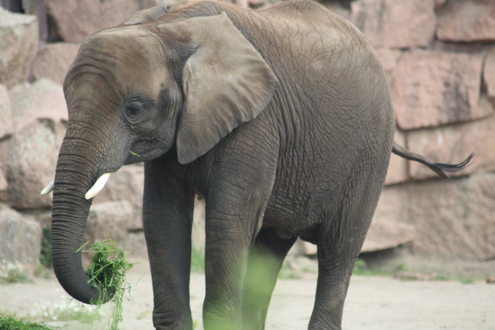 African elephant 28/06/19