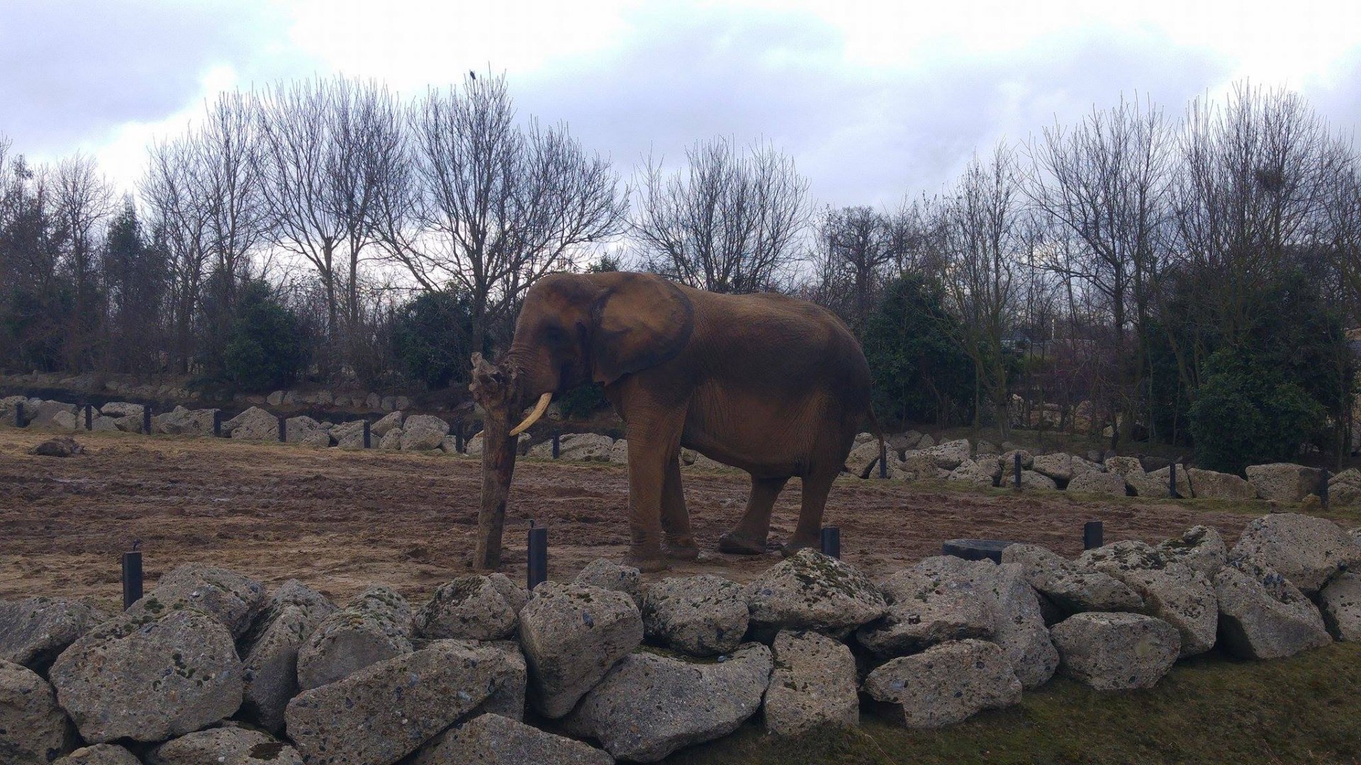 African Elephant 29-01-17