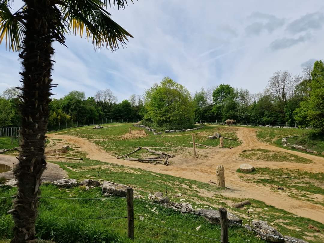 African Elephant 2nd exhibit