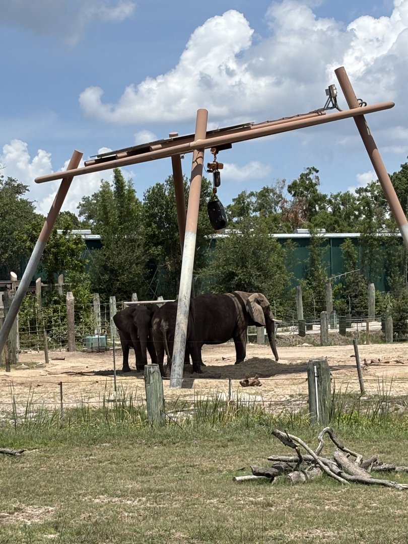 African Elephant - 5/27/2025