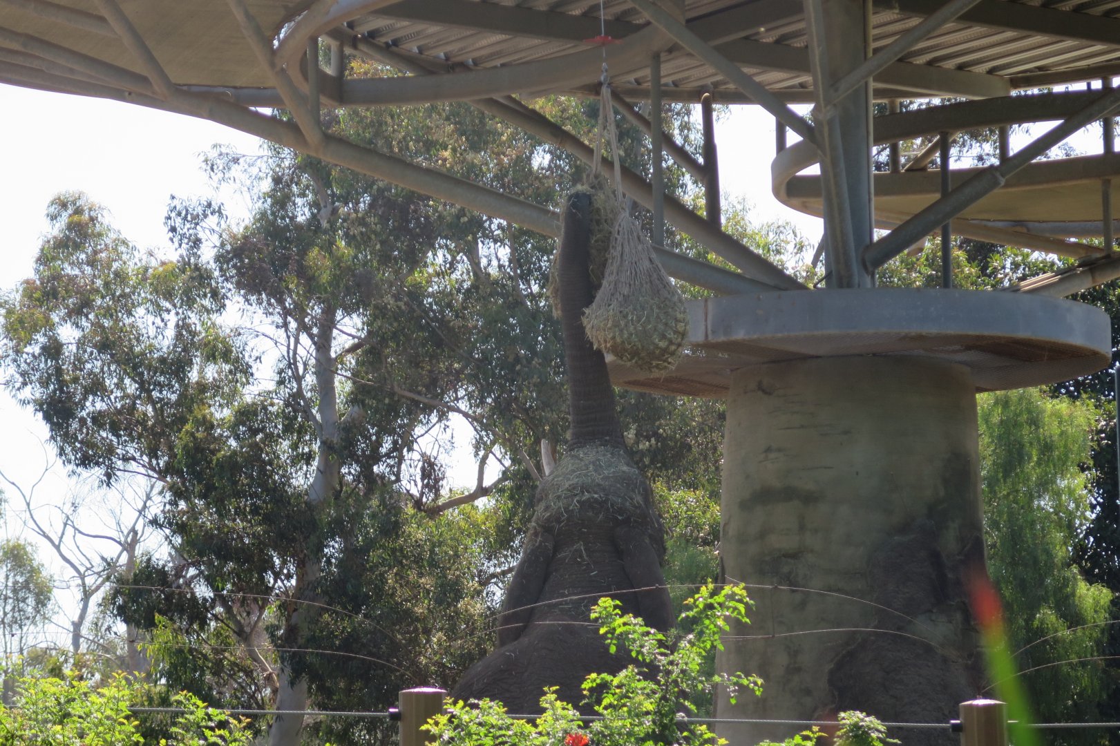 African Elephant (8/23/2024)