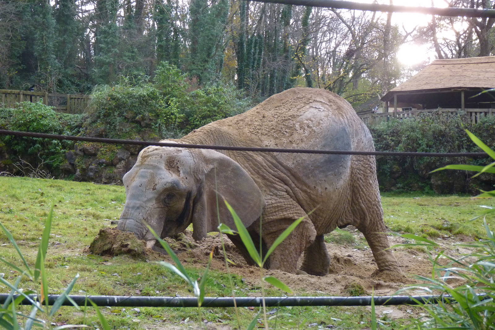 African Elephant, 8 December 2013