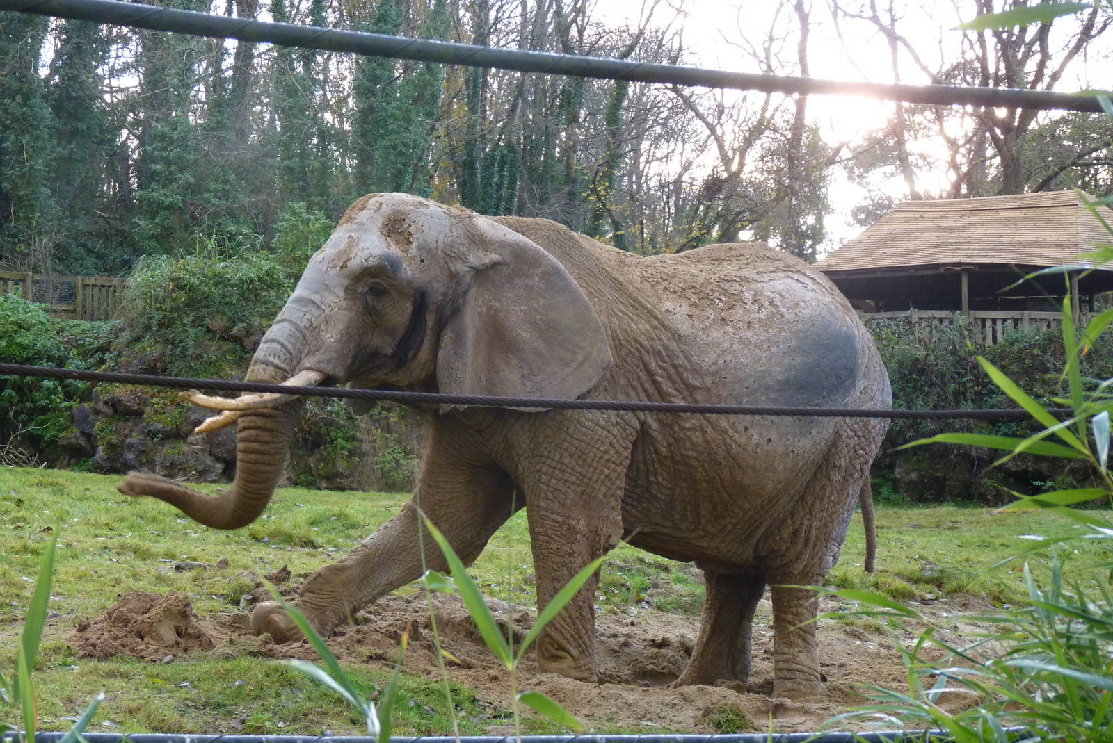 African Elephant, 8 December 2013
