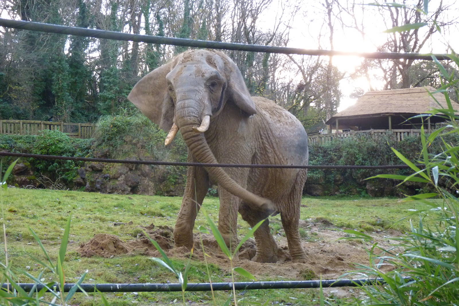 African Elephant, 8 December 2013