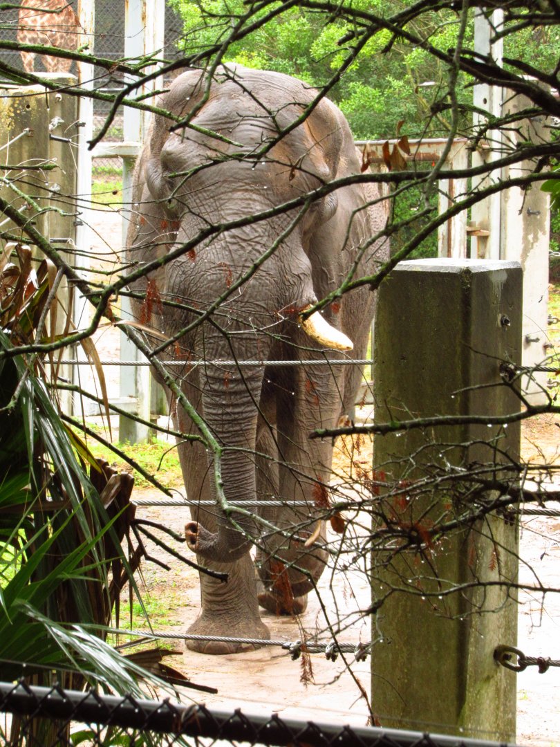 African Elephant Ali