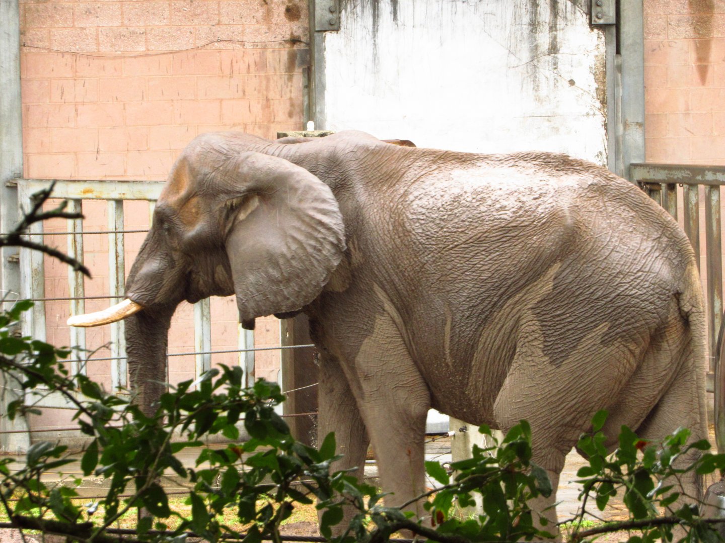 African Elephant Ali