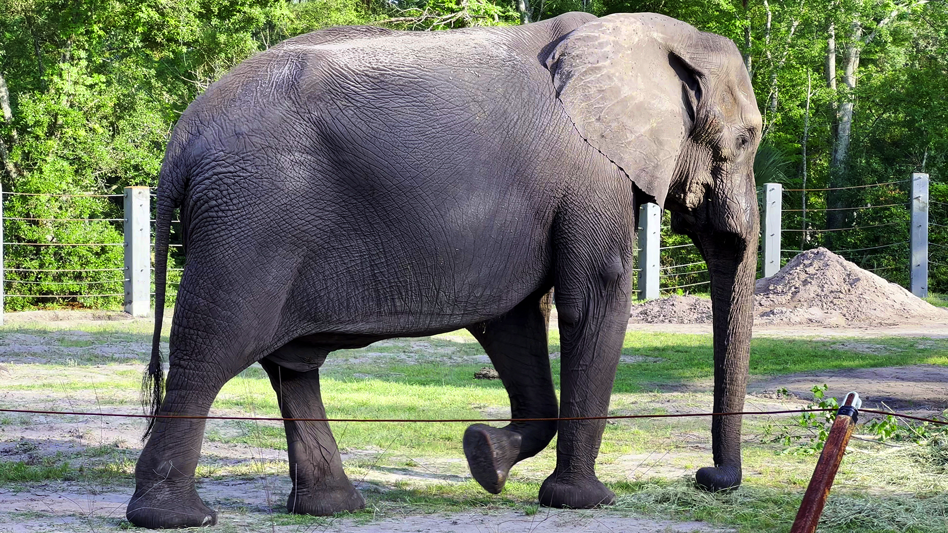 African Elephant Ali