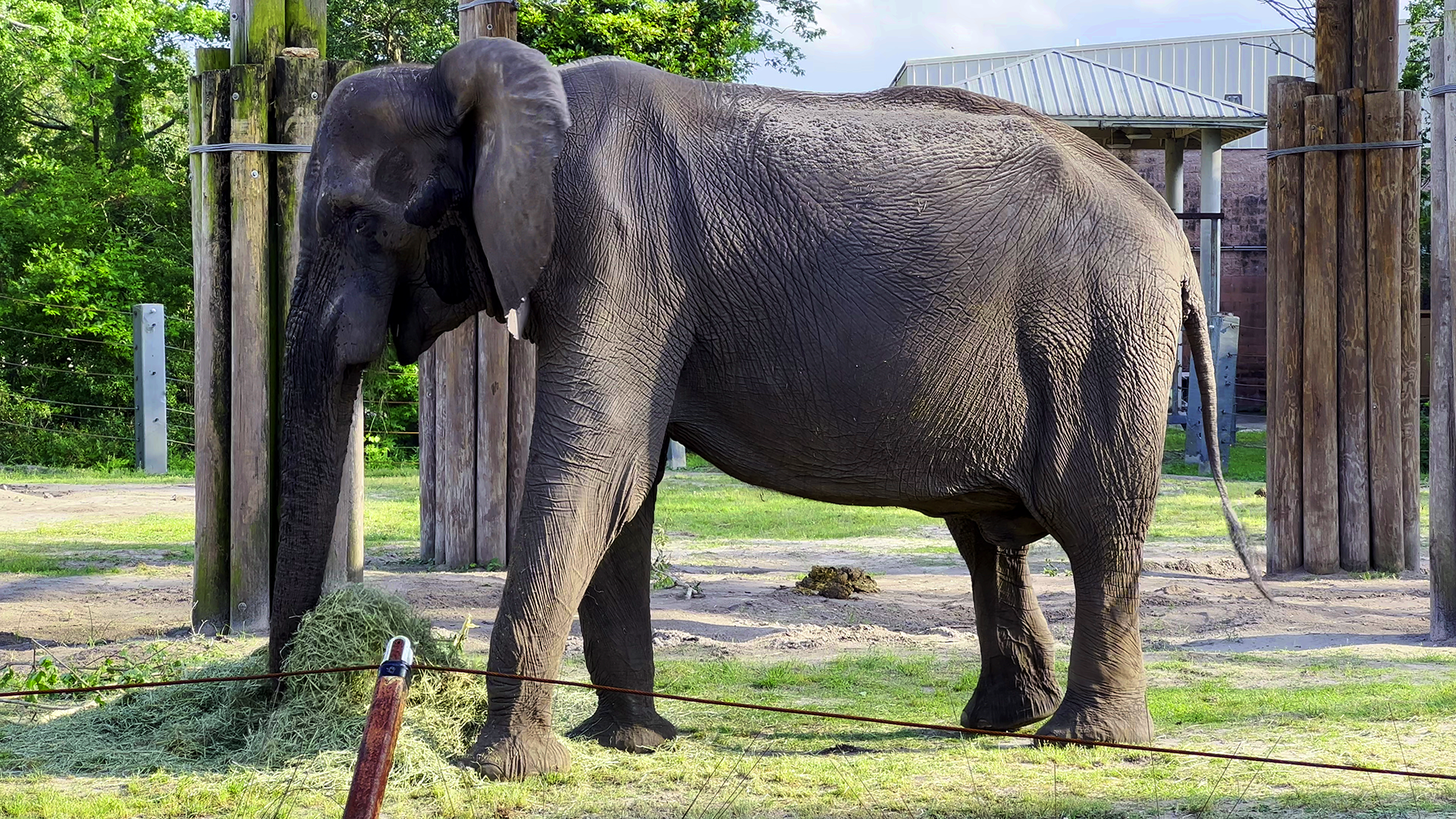 African Elephant Ali