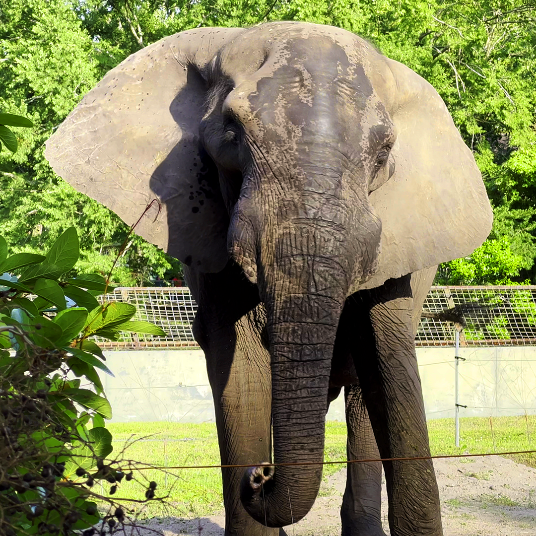 African Elephant Ali