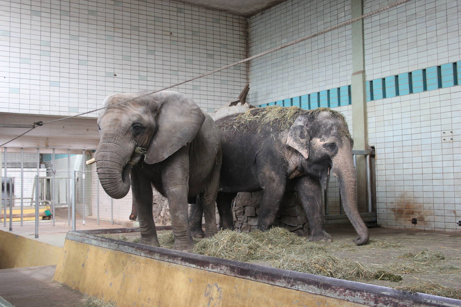 African elephant and Asian elephant