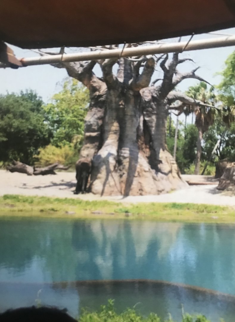 African elephant and baobab tree (2014)