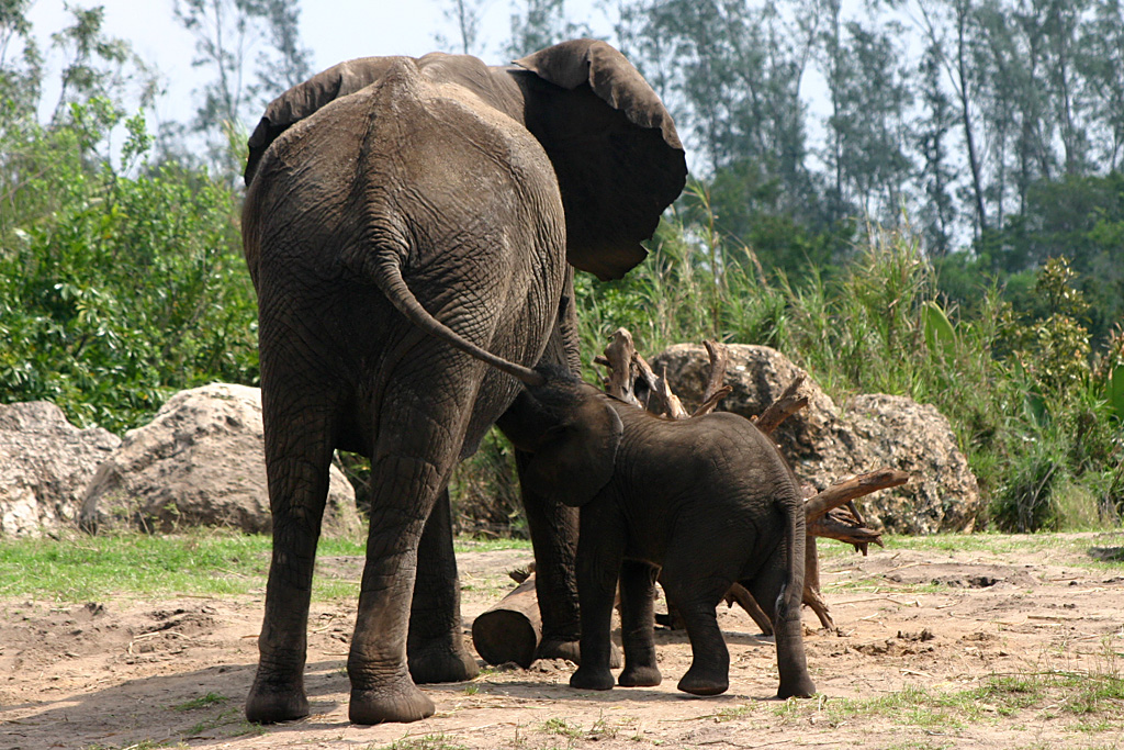 African elephant and calf at Disneys Animal Kingdom 22/03/05