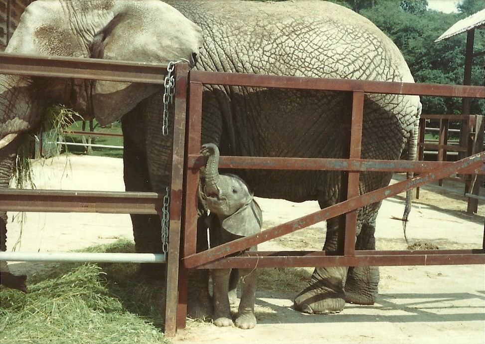 African Elephant and calf, possibly June 1982