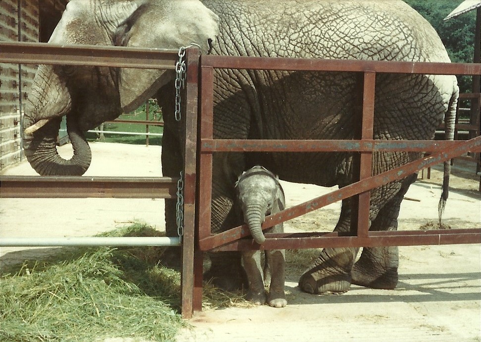 African Elephant and calf, possibly June 1982
