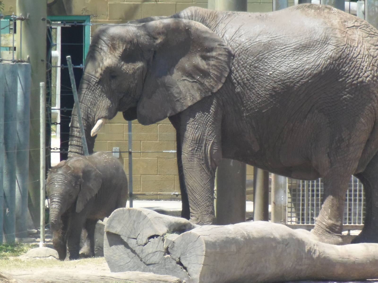 African Elephant and Calf