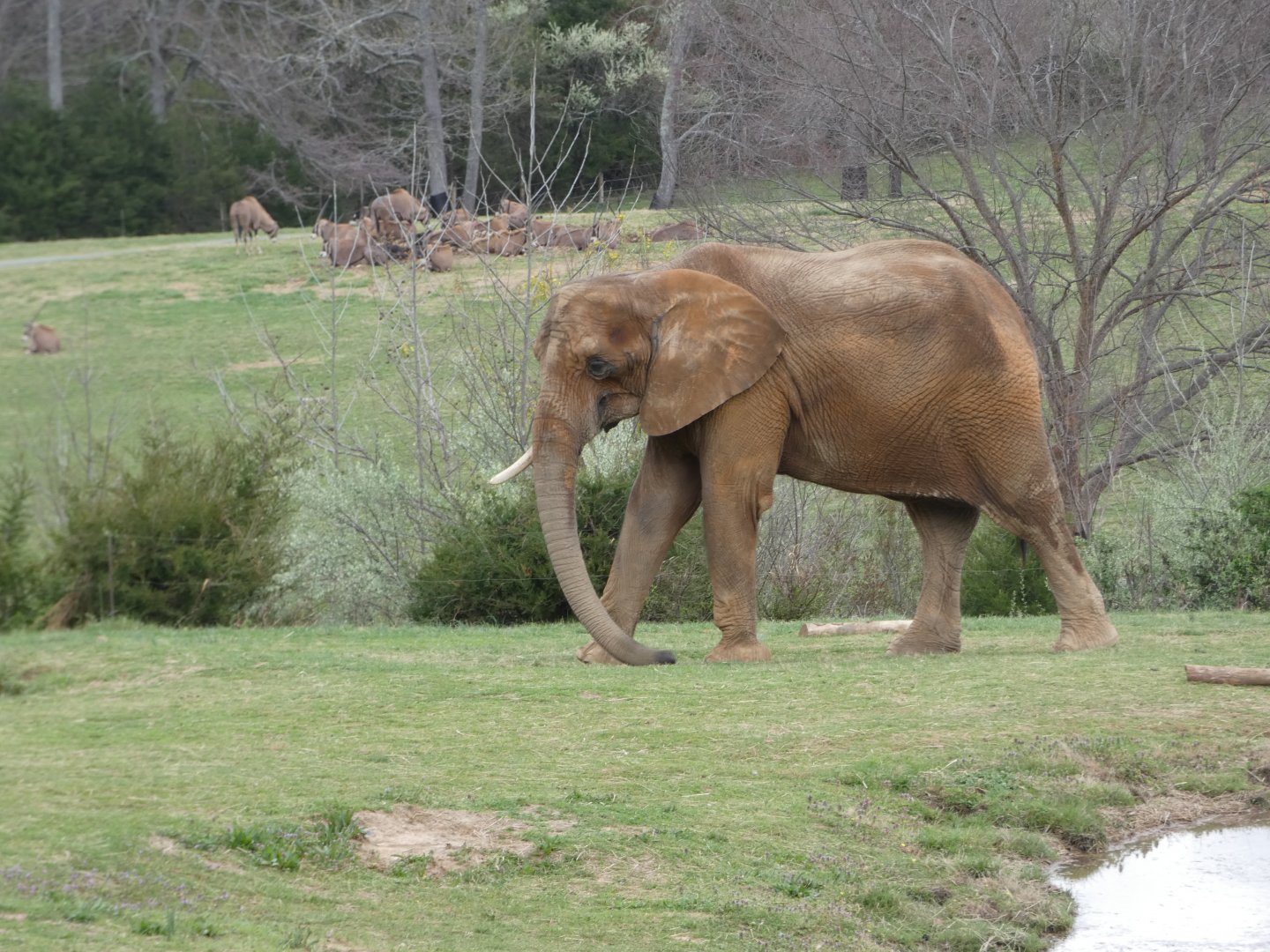 African Elephant and Fringe-eared Oryx at the North Carolina Zoo