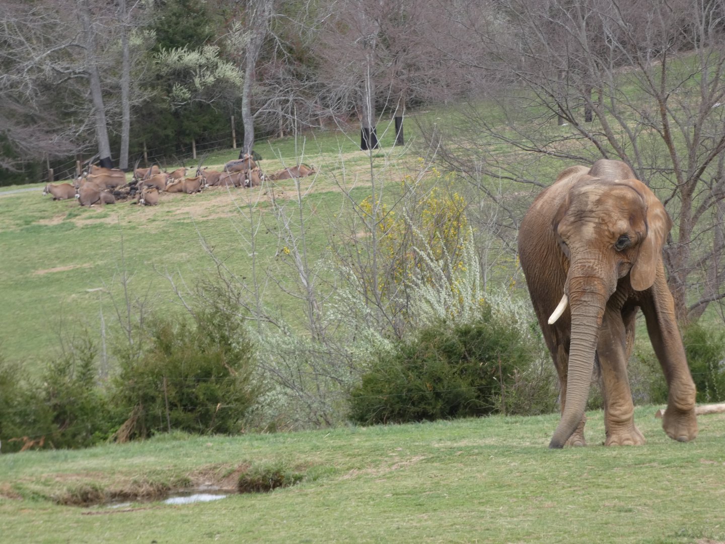 African Elephant and Fringe-eared Oryx at the North Carolina Zoo