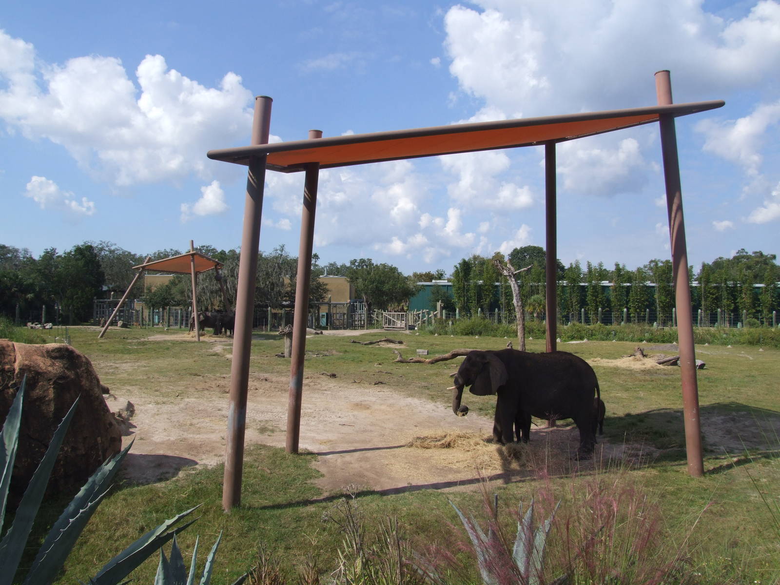 African Elephant and Impala Enclosure at Lowry Park, 13/10/13