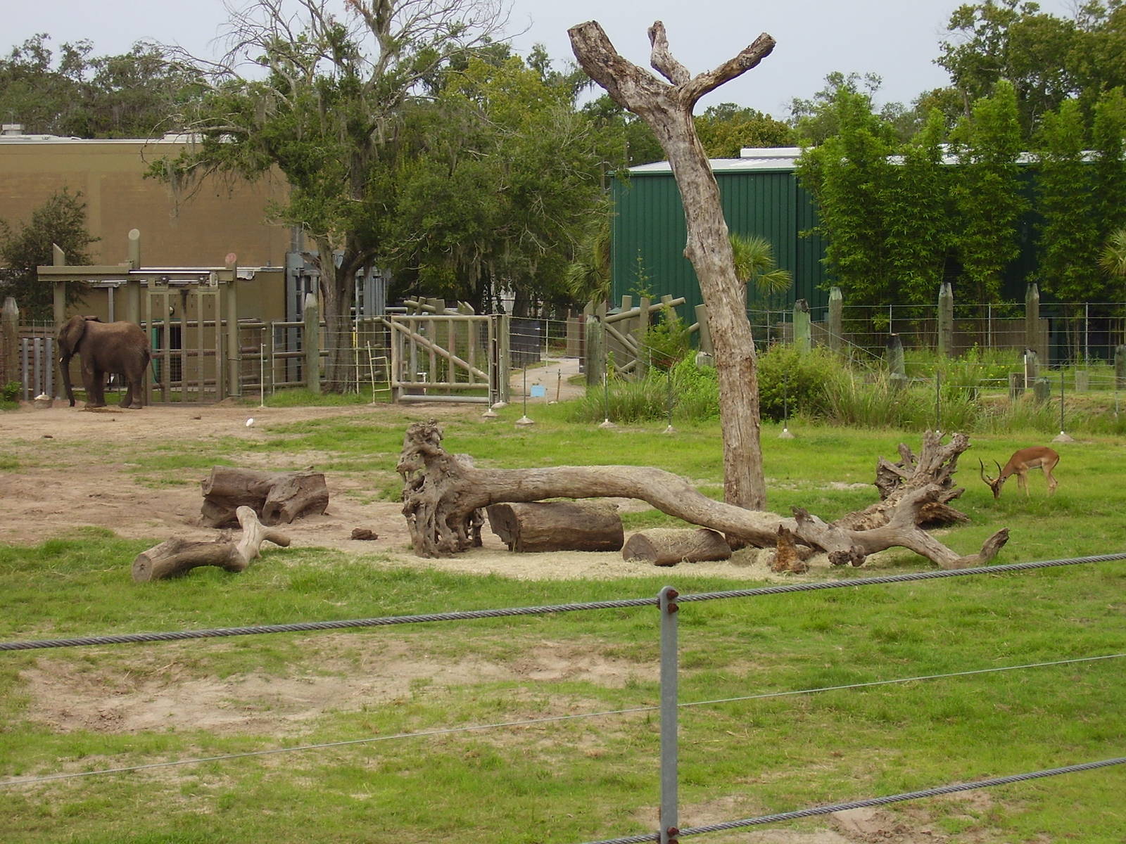 African Elephant and Kenyan Impala
