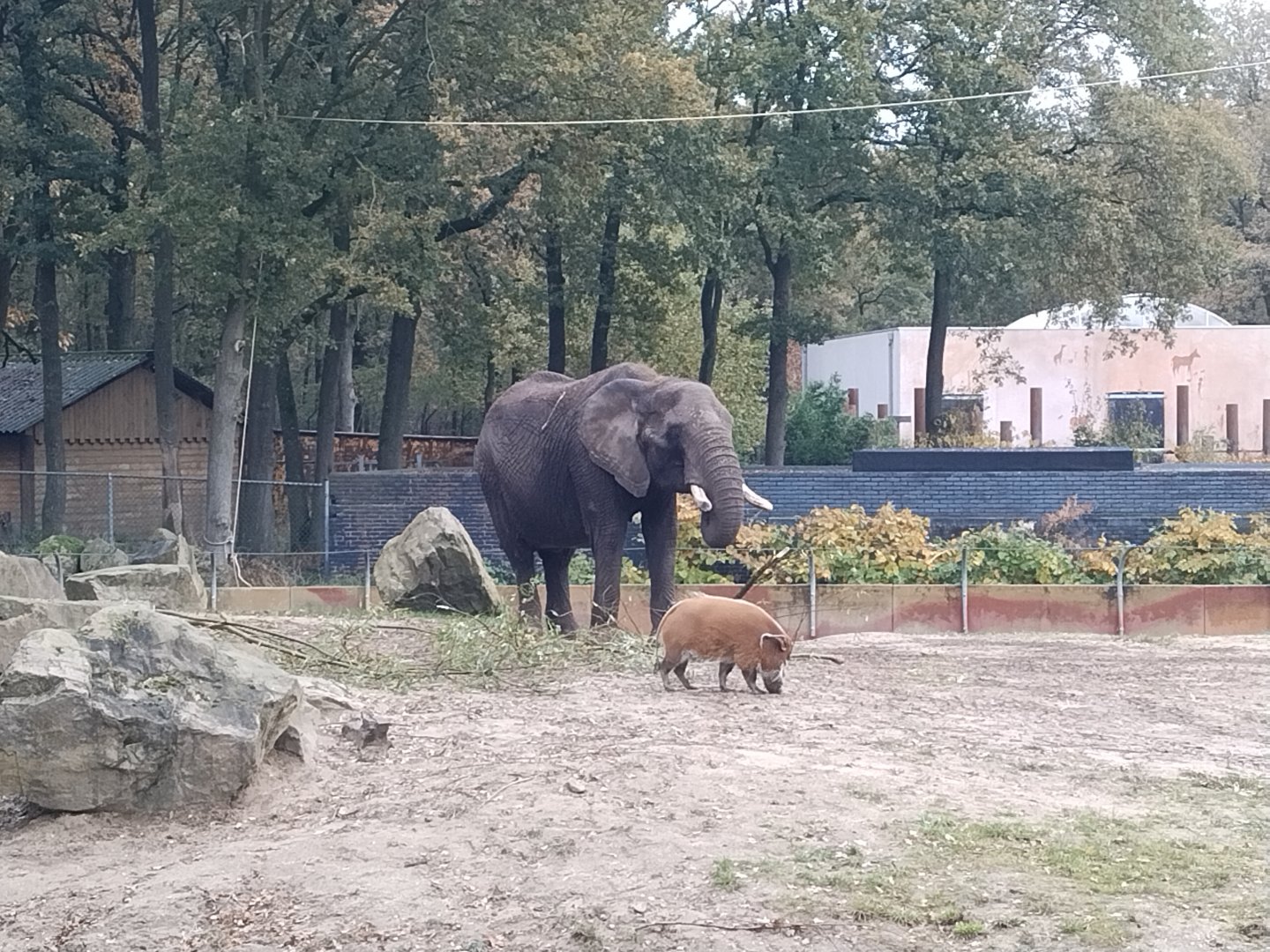African elephant and red river hog at ouwehands