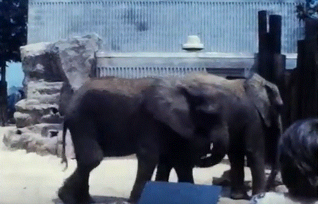 African Elephant and Rock Hyrax exhibit 1976