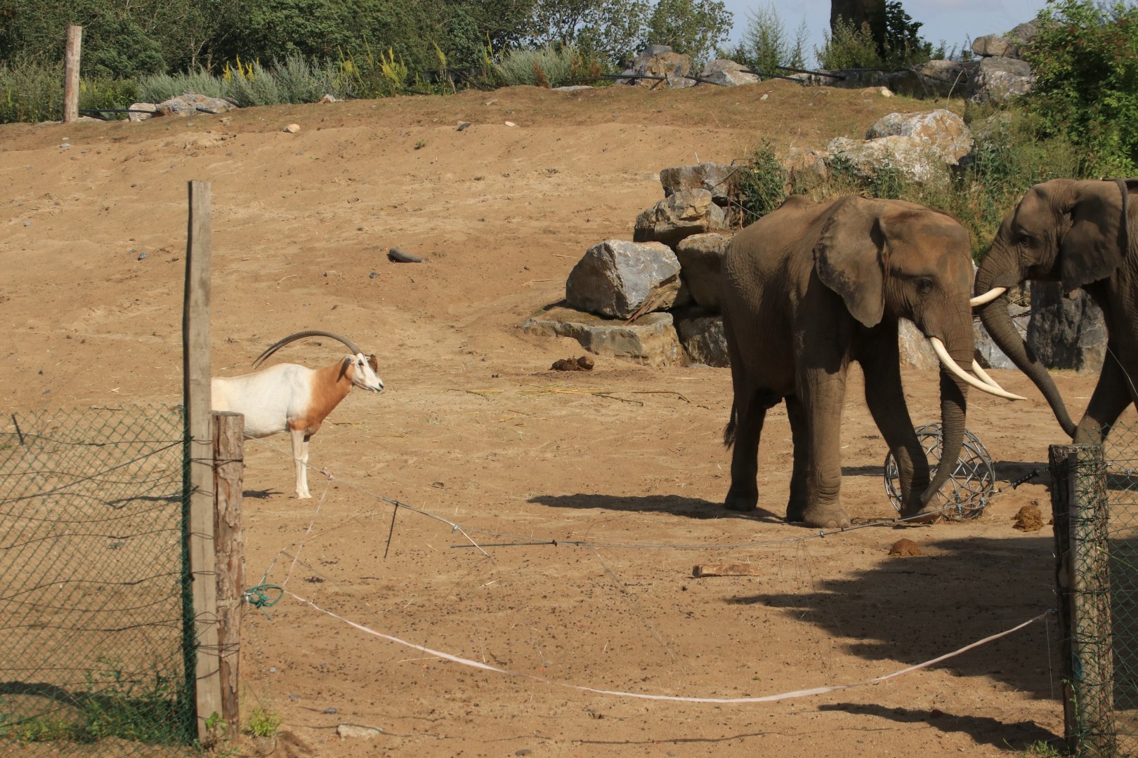 African Elephant and Scimitar-horned Oryx (July 2019)