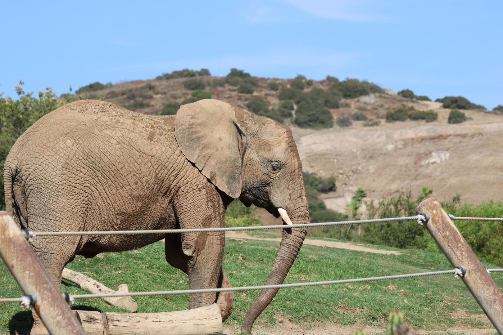 African Elephant and View