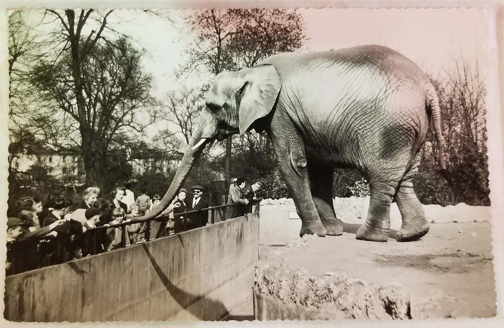 African elephant and zoo guests