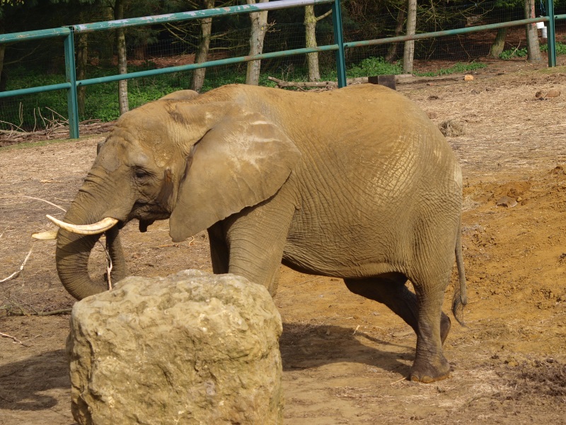 African elephant (April 19th 2015)