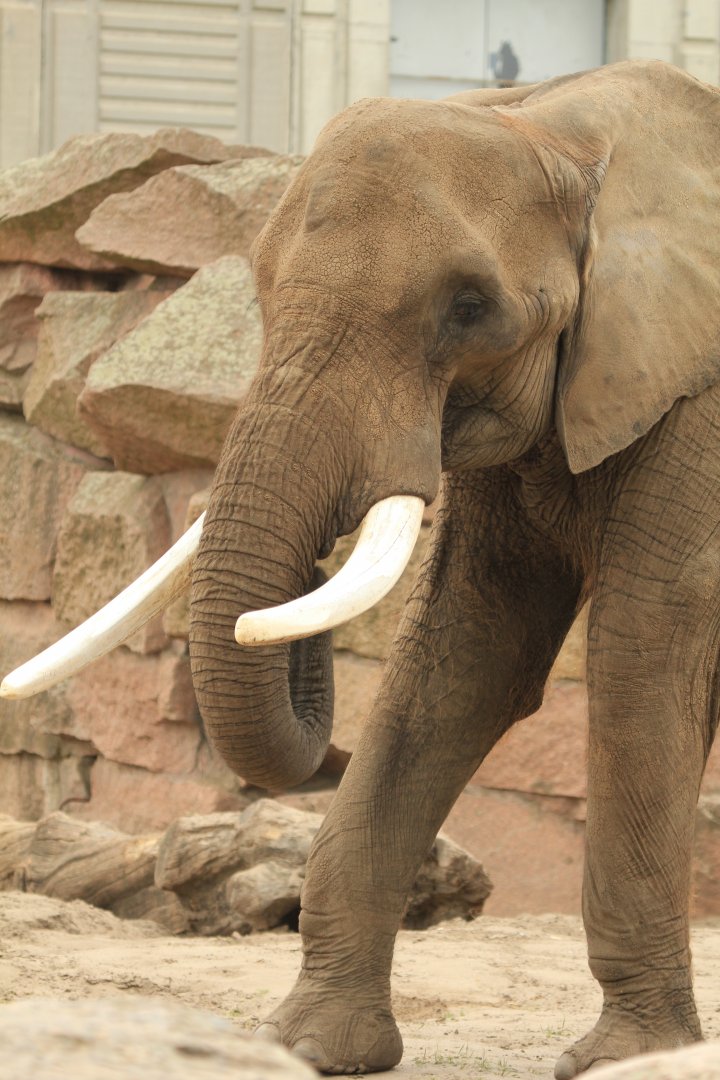 African Elephant (April 2018)