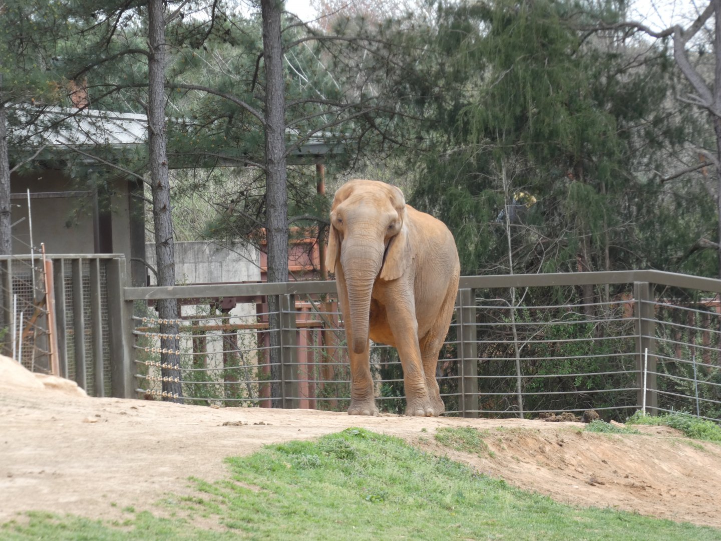 African Elephant "Artie" at the North Carolina Zoo