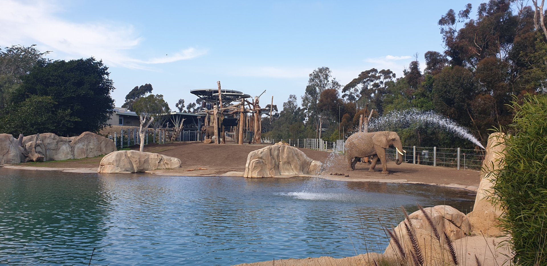 African Elephant& Asian Elephant, Elephant Odyssey