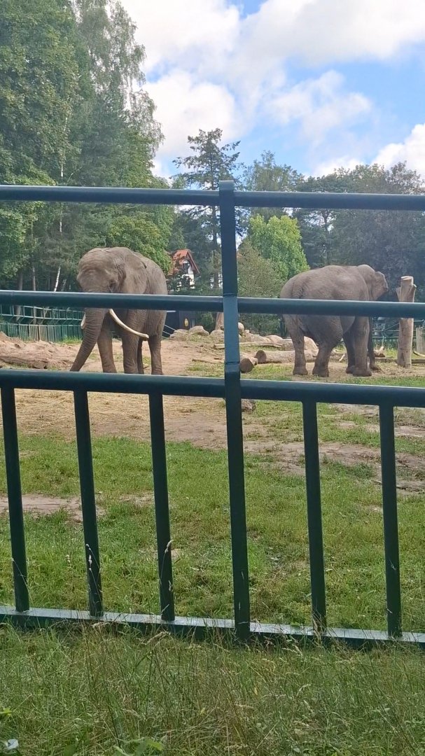 African Elephant & Asian Elephant