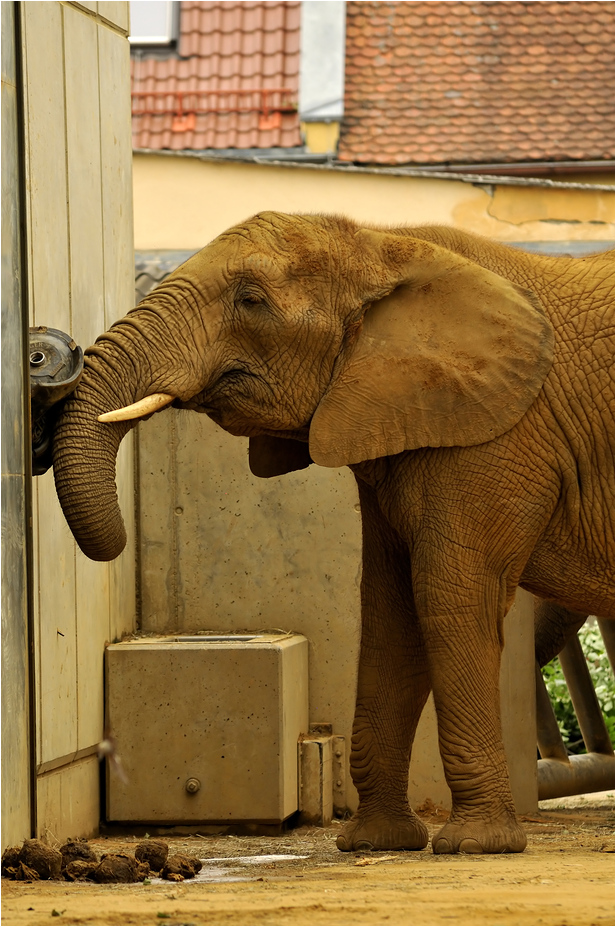 African Elephant at Augsburg Zoo